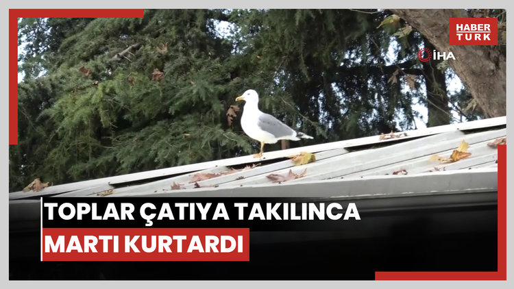 Toplar Çatıya Takılınca Çözüm Martıdan Geldi: Öğrencilerin Yeni "Top Kurtarıcısı" Martı Oldu