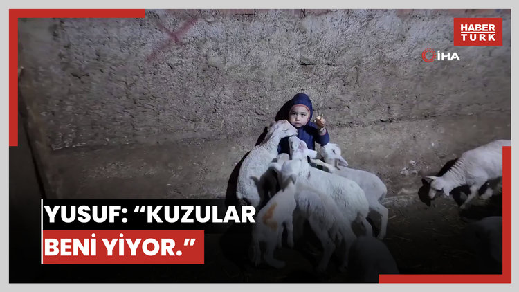 Kuzuların arasında kalan minik Yusuf: "Kuzular beni yiyorlar"