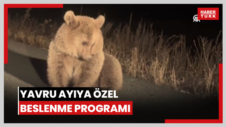 Yol kenarında otururken bulunan yavru ayıya özel beslenme programı