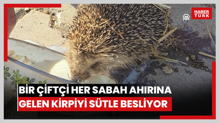 Bir çiftçi her sabah ahırına gelen kirpiyi sütle besliyor