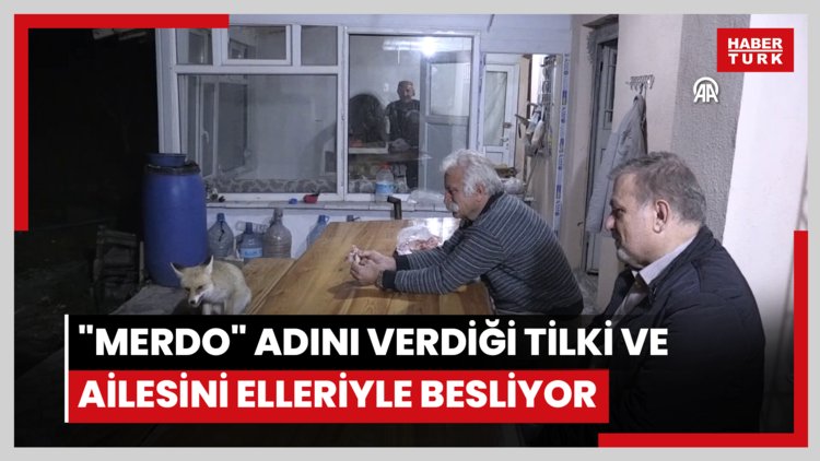 "Merdo" adını verdiği tilki ve ailesini elleriyle besliyor