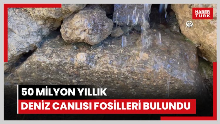 50 milyon yıllık oldukları değerlendirilen deniz canlısı fosilleri bulundu