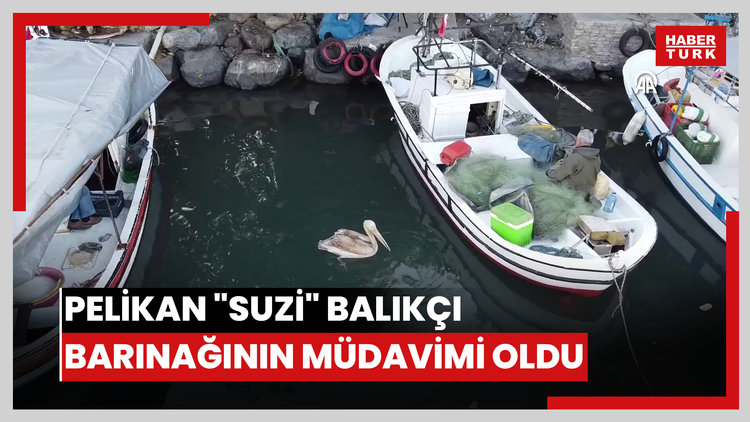Pelikan "Suzi" balıkçı barınağının müdavimi oldu