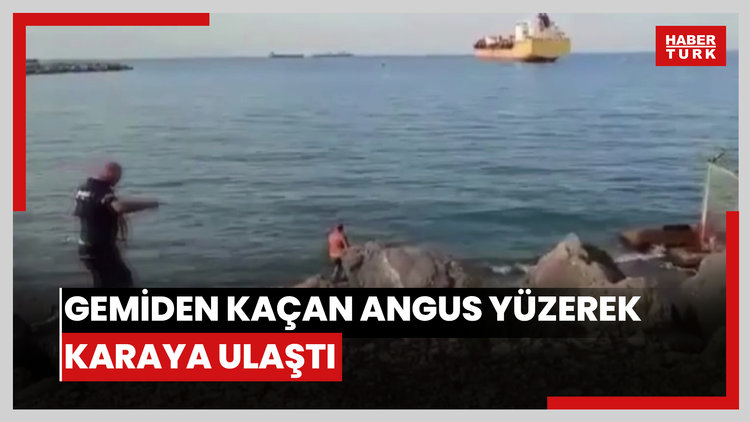 Gemiden kaçan angus yüzerek karaya ulaştı