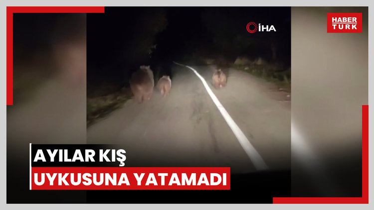 Mevsim normalleri değişti, ayılar kış uykusuna yatamadı