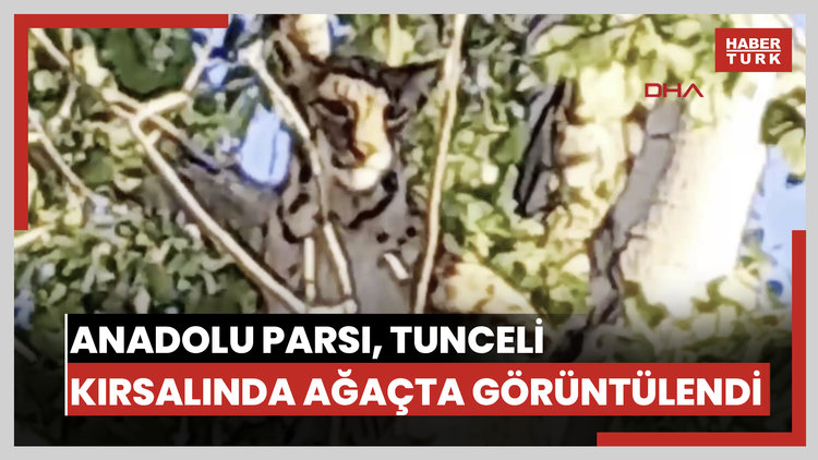 Anadolu parsı, Tunceli kırsalında ağaçta görüntülendi