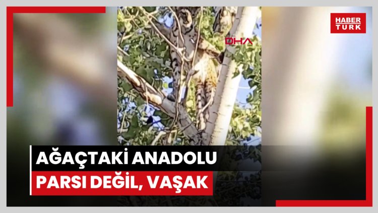 Prof. Dr. Sözen: Ağaçtaki Anadolu Parsı değil, vaşak