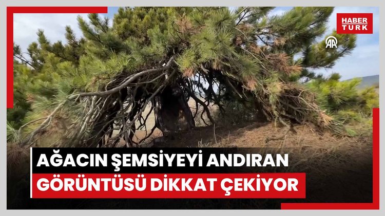 Dalları aşağıya doğru uzanan çam ağacı şemsiyeyi andıran görüntüsüyle dikkat çekiyor