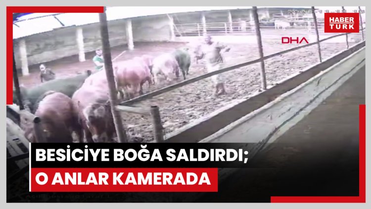 Besiciye boğa saldırdı; o anlar kamerada