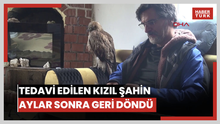 Tedavi edip doğaya bıraktığı kızıl şahin, aylar sonra geri döndü