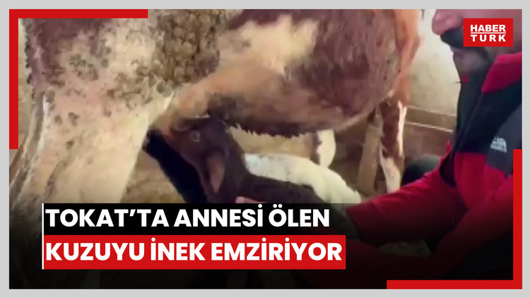 Tokat'ta annesi ölen kuzuyu inek emziriyor