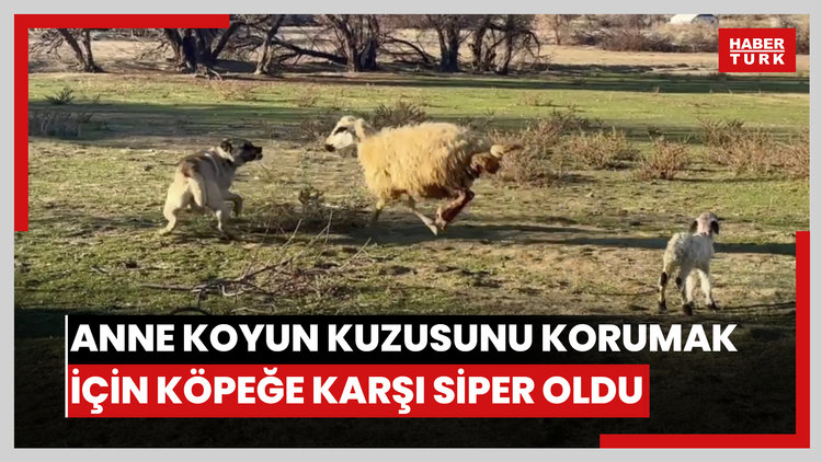 Anne koyun kuzusunu korumak için köpeğe karşı siper oldu