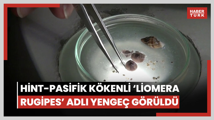 Türkiye kıyılarında ilk kez Hint-Pasifik kökenli 'Liomera rugipes' adlı yengeç görüldü