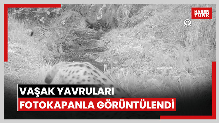 Vaşak yavruları fotokapanla görüntülendi