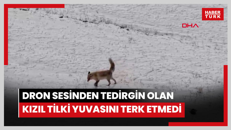 Dron sesinden tedirgin olan kızıl tilki, yuvasını terk etmedi