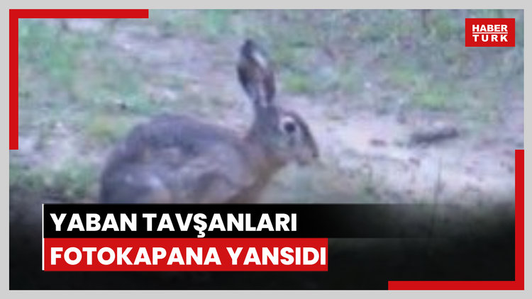 Edirne'de yaban tavşanları fotokapana yansıdı