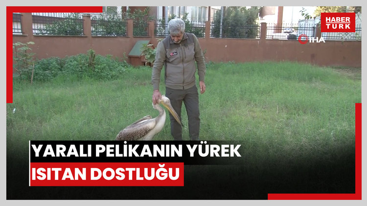 Yaralı pelikanın yürek ısıtan dostluğu