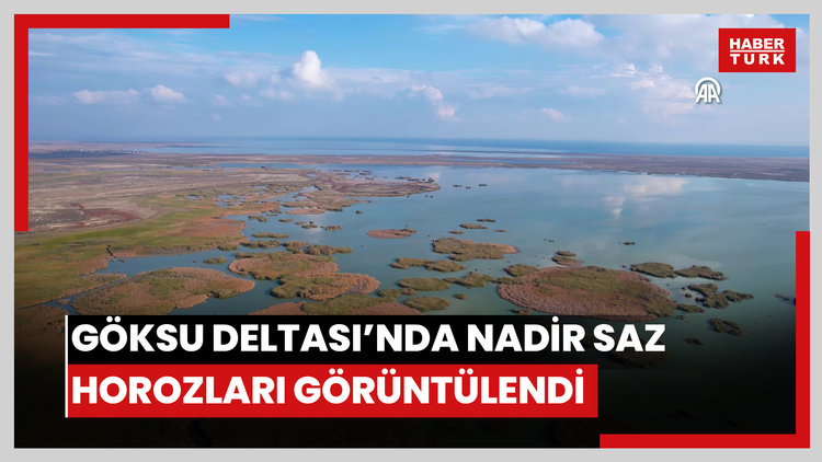 Nadir görülen saz horozları Göksu Deltasında kayda alındı