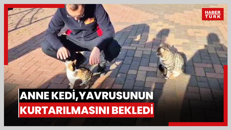 Anne kedi, çaya düşen yavrusunun kurtarılmasını bekledi