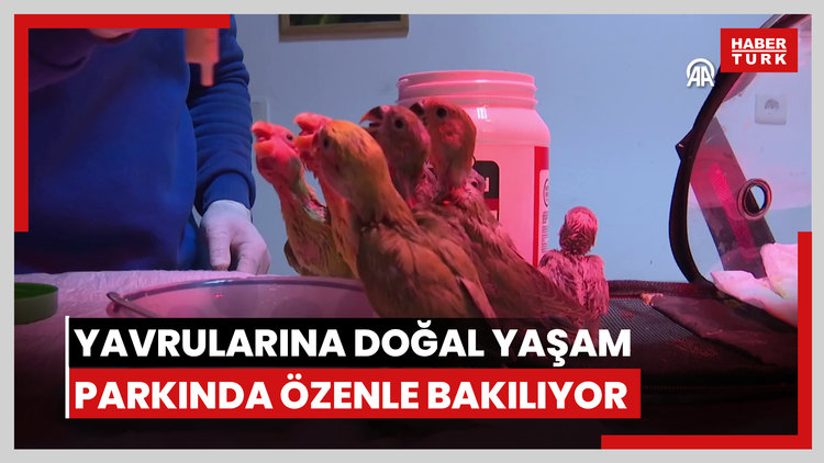 El konulan cennet papağanı yavrularına doğal yaşam parkında özenle bakılıyor