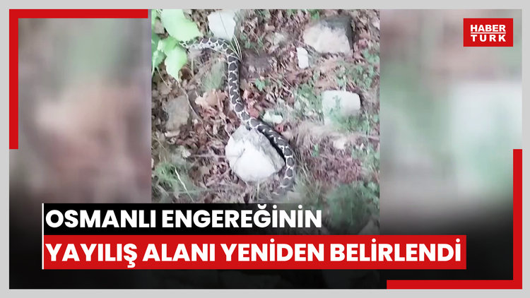 İlk kez tespit edilen Osmanlı engereğinin yayılış alanı yeniden belirlendi