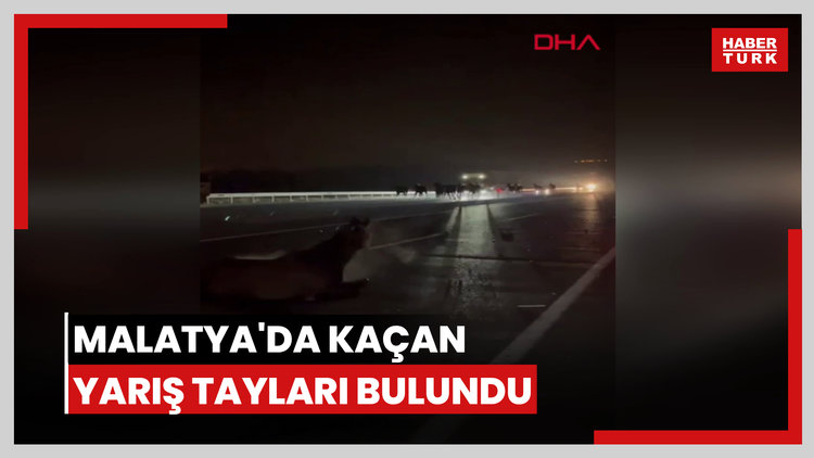 Malatya'da kaçan yarış tayları bulundu