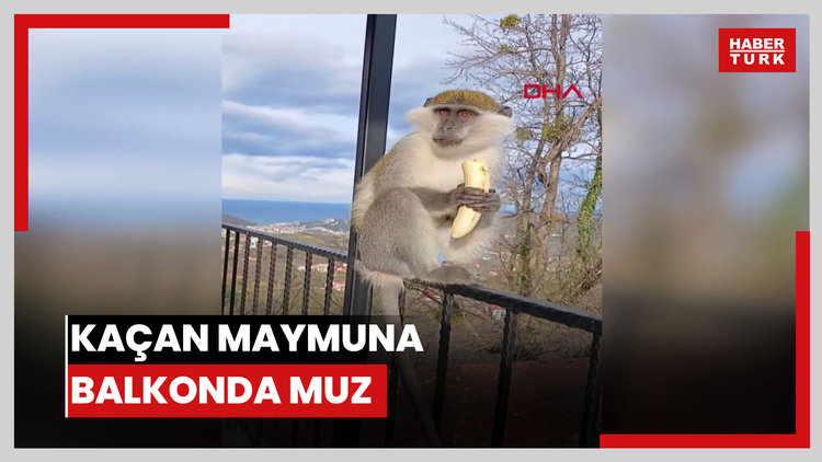 Hayvanat bahçesinden kaçan maymuna balkonunda muz verdi