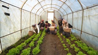 Gelinler kolları sıvadı.