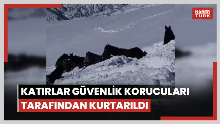 Karda mahsur kalan at ve katırlar güvenlik korucuları tarafından kurtarıldı