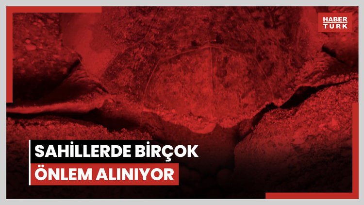 Her 10 caretta yuvasından 1'i tahrip oldu; en büyük sebep tatilcilerin bıraktığı köpekler