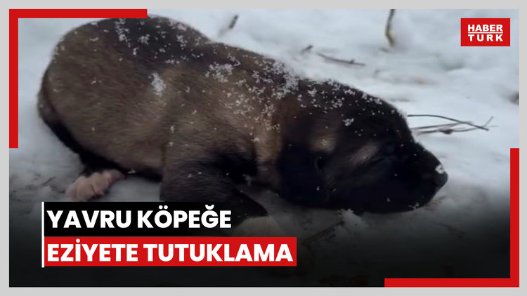 Yavru köpeğe eziyete tutuklama