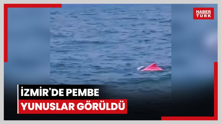 İzmir'de pembe yunuslar görüldü