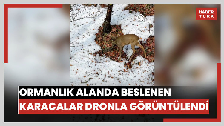 Ormanlık alanda beslenen karacalar dronla görüntülendi