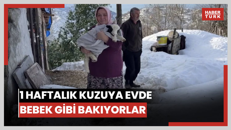 1 haftalık kuzuya evde bebek gibi bakıyorlar