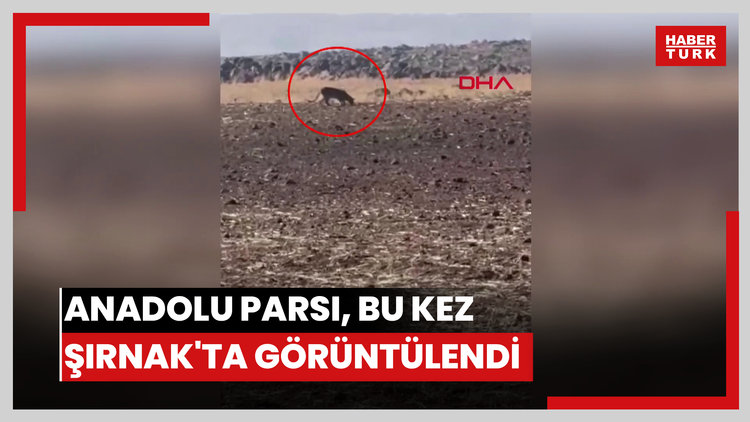 Anadolu parsı, bu kez Şırnak'ta görüntülendi