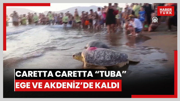Caretta caretta "Tuba" ikinci turunda Ege ve Akdenizden ayrılmadı