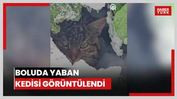 Boluda yaban kedisi görüntülendi