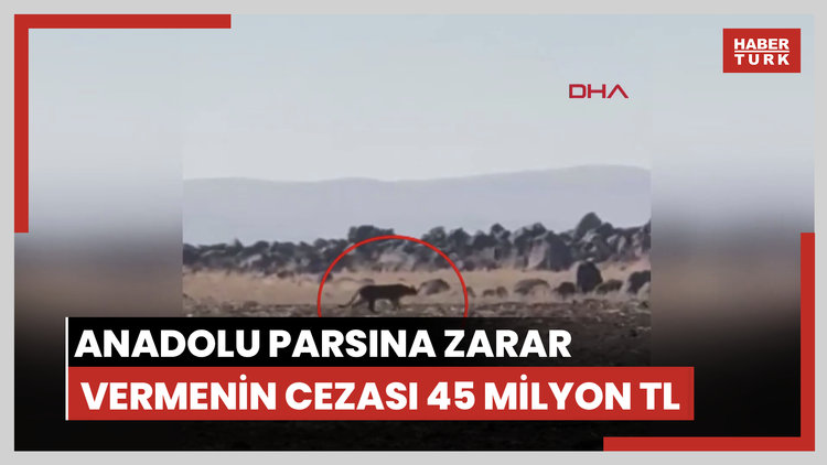 Anadolu parsına zarar vermenin cezası 45 milyon TL