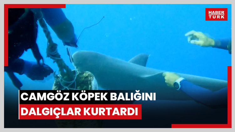Camgöz köpek balığını dalgıçlar kurtardı