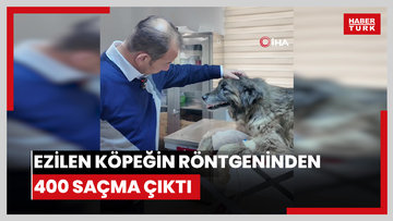 Ezilen köpeğin röntgeninden 400 saçma çıktı