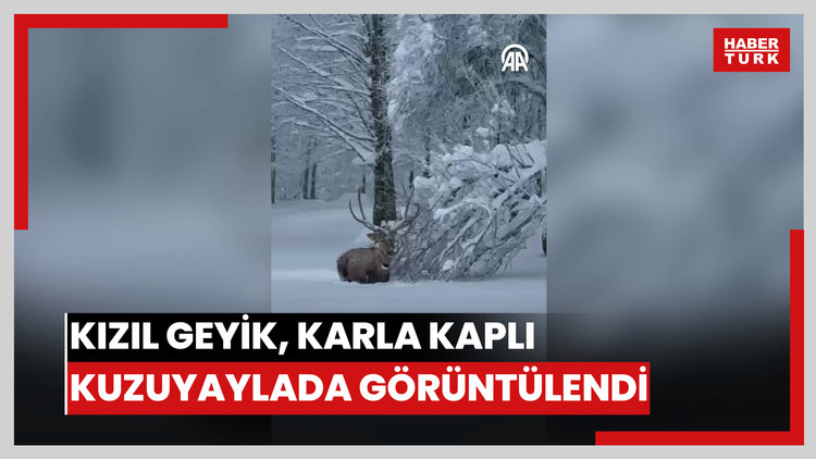 Ormanya'da yetiştirilen kızıl geyik, karla kaplı Kuzuyaylada görüntülendi