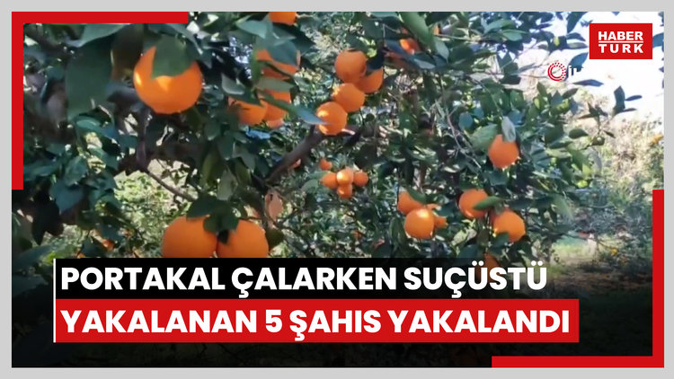 Portakal çalarken suçüstü yakalanan 5 şahıs yakalandı