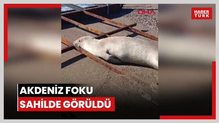 Akdeniz foku sahilde görüldü