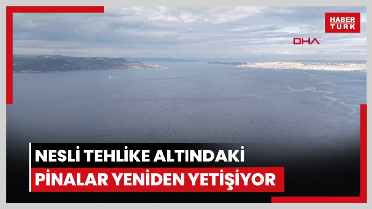 Çanakkale Boğazı'nda nesli tehlike altındaki pinalar yeniden yetişiyor
