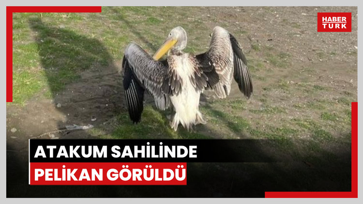 Atakum sahilinde pelikan görüldü