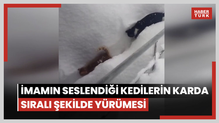 İmamın seslendiği kedilerin karda sıralı şekilde yürümesi görüntülendi