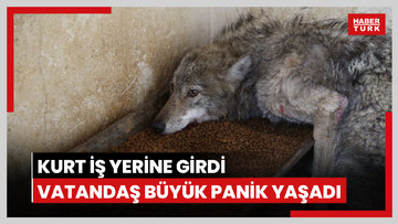 Kurt iş yerine girdi: Vatandaş büyük panik yaşadı