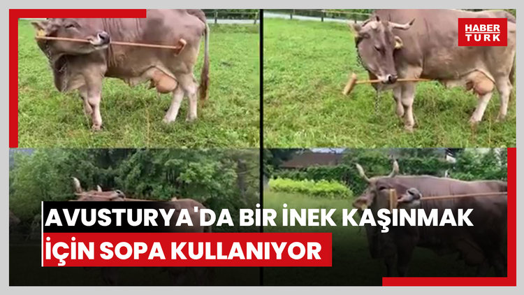 Avusturya'da bir inek kaşınmak için sopa kullanıyor