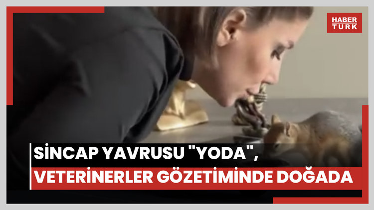 Sincap yavrusu "Yoda", veterinerler gözetiminde doğada hayatta kalmayı öğreniyor