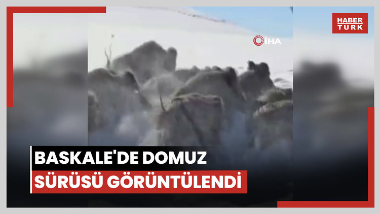 Baskale'de domuz sürüsü görüntülendi